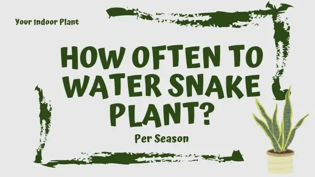 How Often to Water Snake Plant (Per Season)