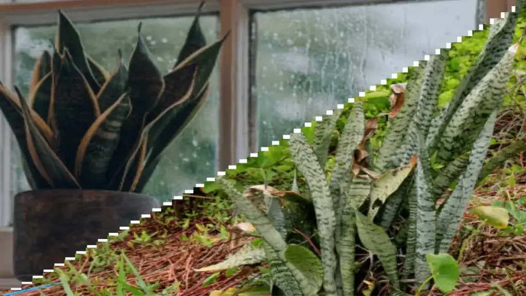 Indoor vs. Outdoor Snake Plant Growing