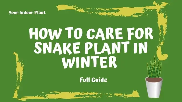 How to care for Snake Plant in winter