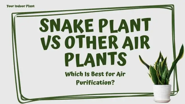 Snake Plant vs Other Air Plants