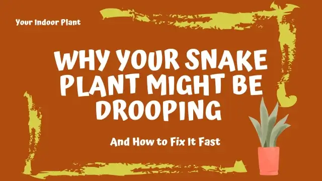 snake plant drooping