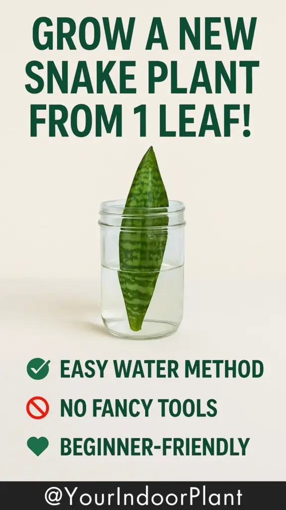 Propagate Snake Plant From One Leaf