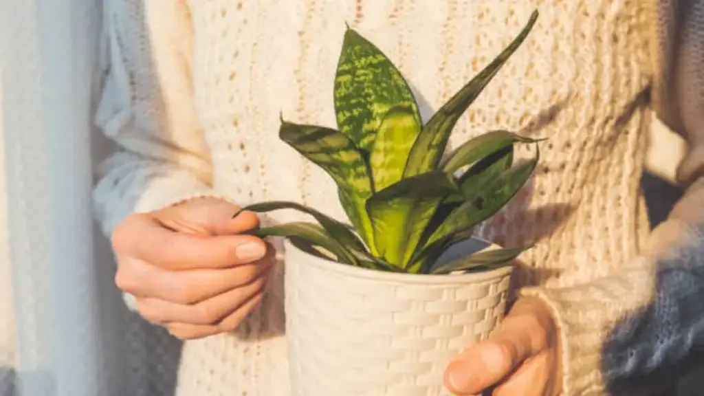 snake plant in bright-indirect light