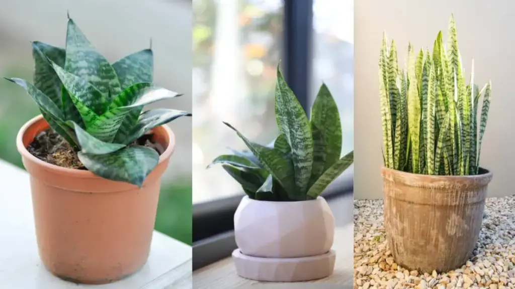 How Often to Water Snake Plants