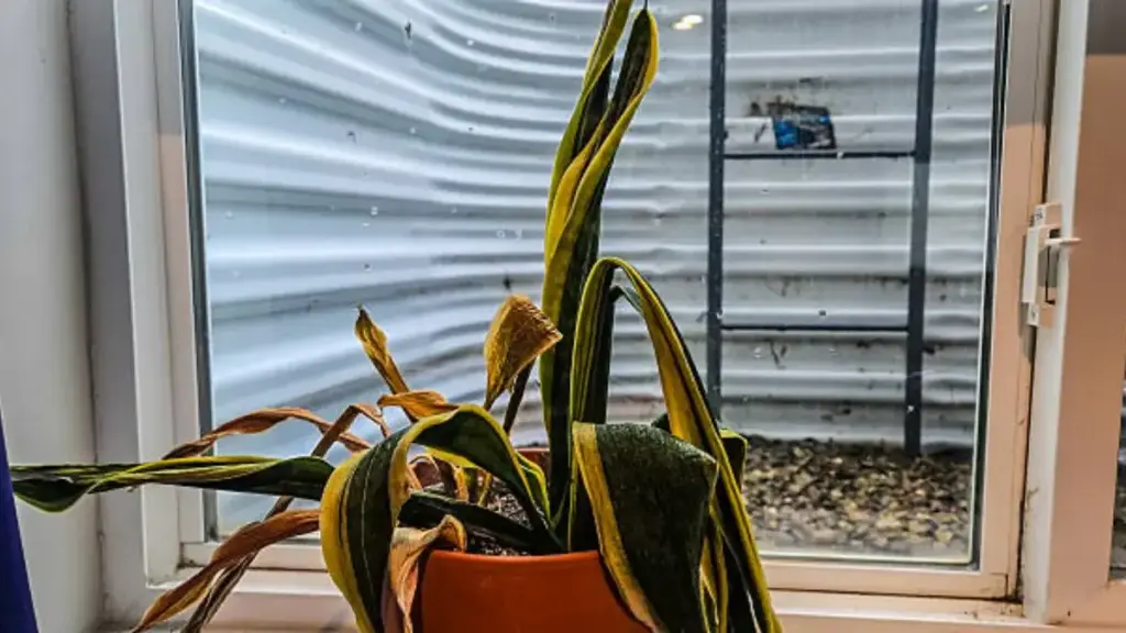 Underwater snake plant