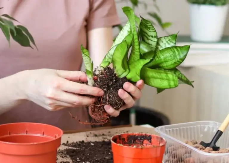 Propagate a Snake Plant by Division
