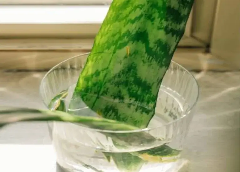 Propagate Snake Plant in Water