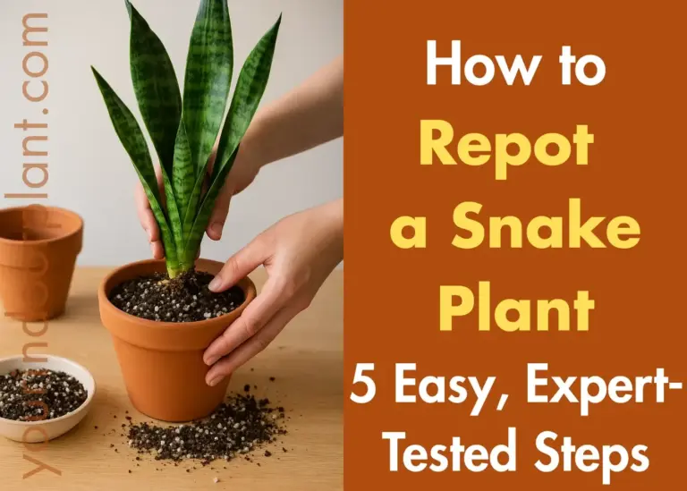 How to repot a snake plant