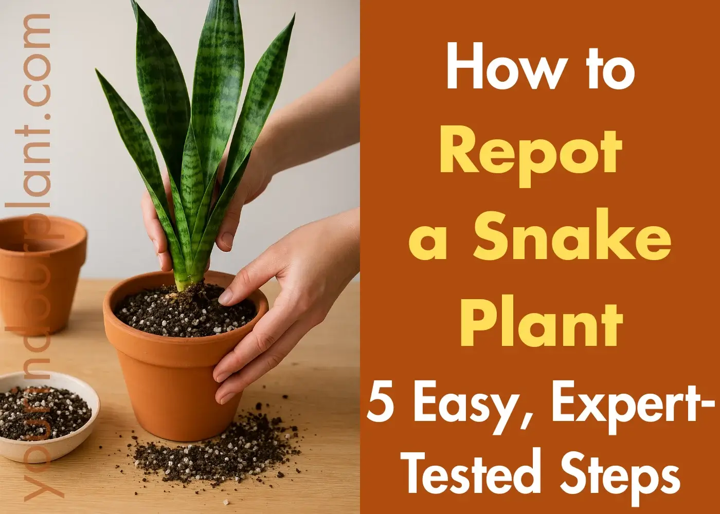 How to repot a snake plant