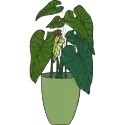 YOUR INDOOR PLANT