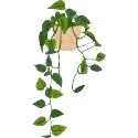 YOUR INDOOR PLANT