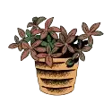YOUR INDOOR PLANT