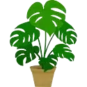 YOUR INDOOR PLANT
