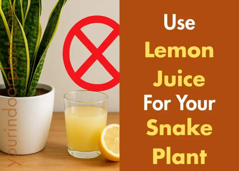 Snake plant with lemon juice glass