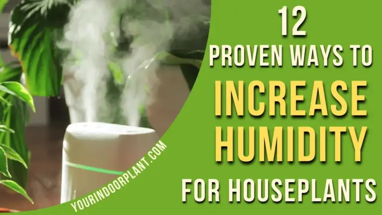 How to Increase Humidity for Houseplants