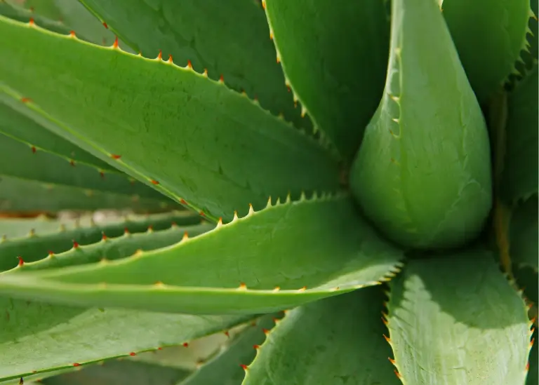 Aloe Vera (Aloe barbadensis miller)