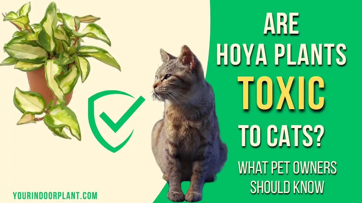Are Hoya Plants Toxic to Cats