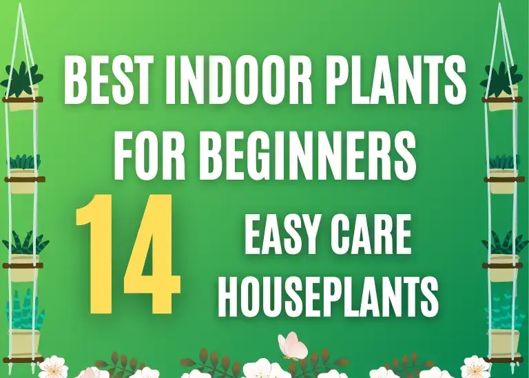 Best Indoor Plants for Beginners