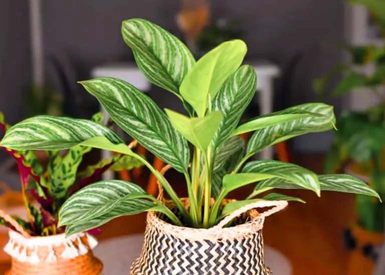 Aglaonema spp