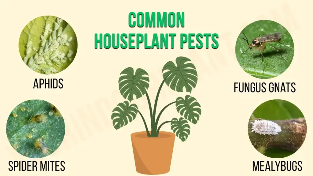 Common houseplant pests