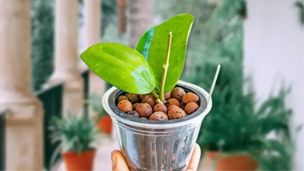 Growing Hoyas in LECA