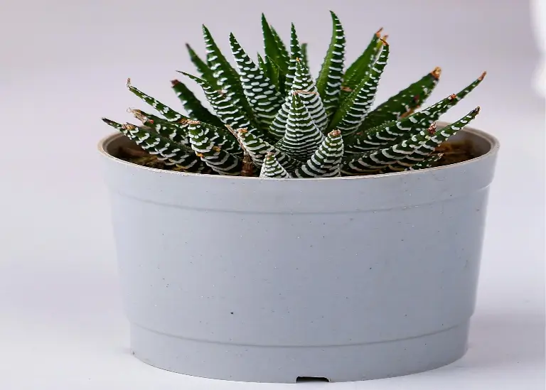 Haworthia (Haworthia spp.)