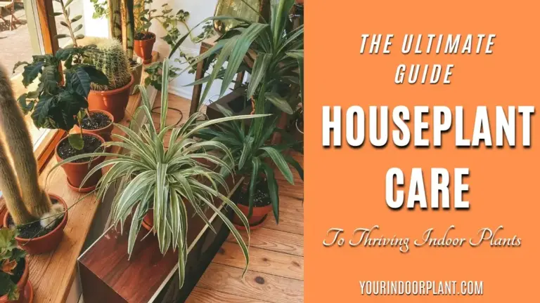 Houseplants Care Secrets: Tips for Light, Water & Soil