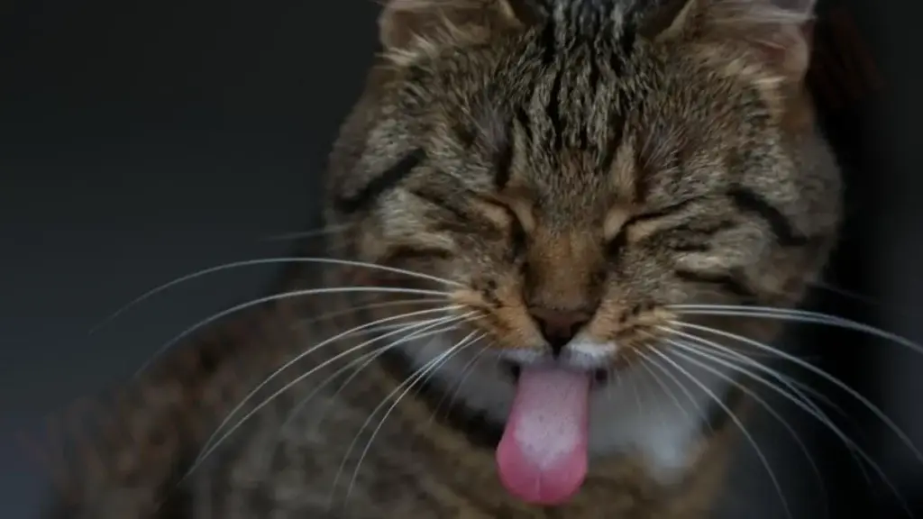 If My Cat Eats Hoya, What Happens