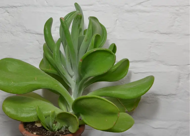 Jade Plant (Crassula ovata)
