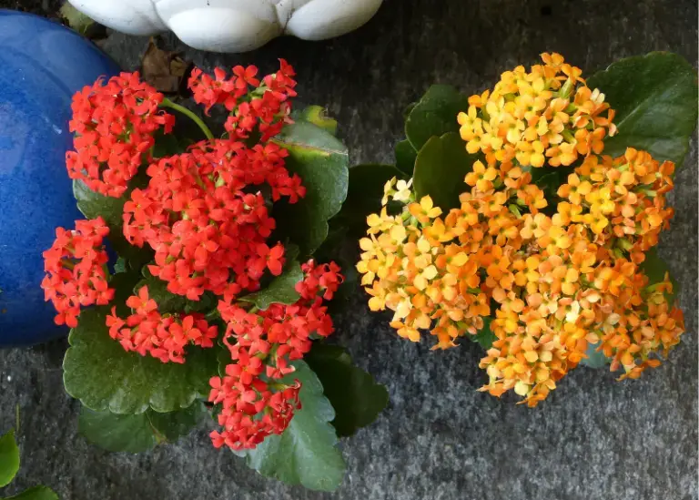 Kalanchoe (Kalanchoe blossfeldiana)