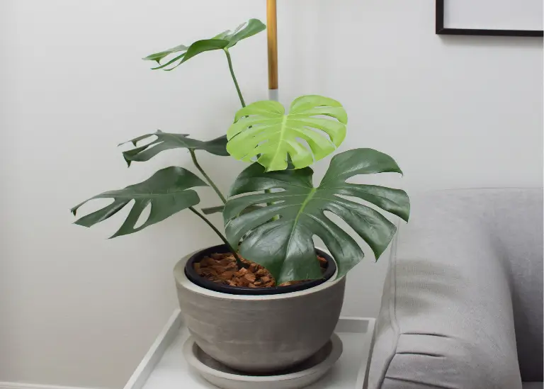 Monstera deliciosa