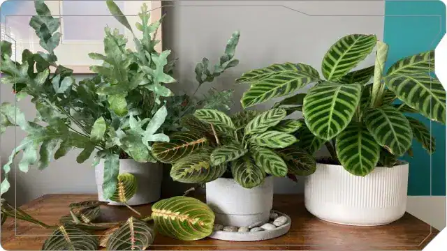 How I Increase Humidity For My Houseplants (After Killing Too Many) 3 My grouped plant shelf