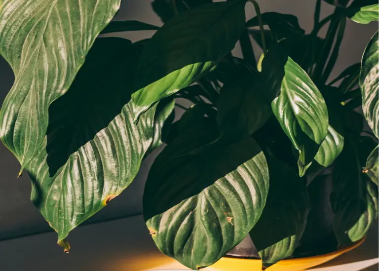 Peace Lily (Spathiphyllum spp.)