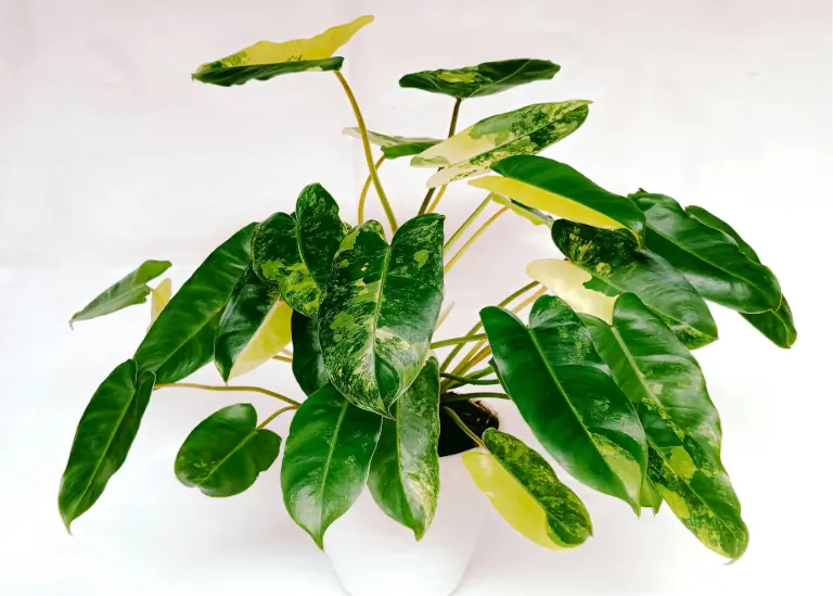 Philodendron (Philodendron hederaceum)