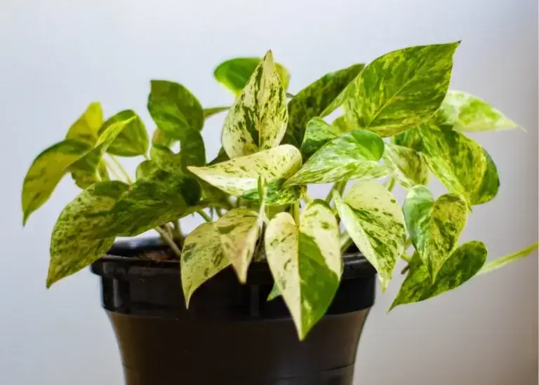 Pothos (Epipremnum aureum)