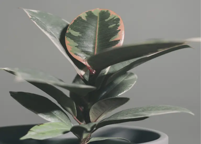 Rubber Plant (Ficus elastica)