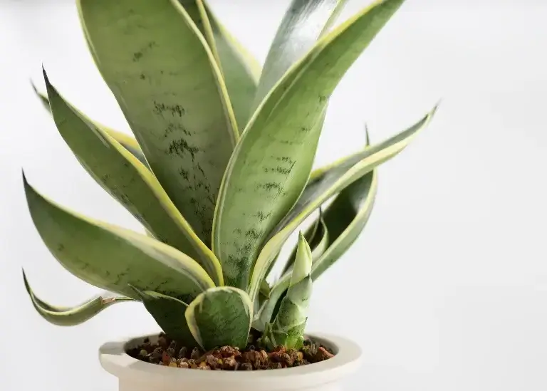 Snake Plant (Sansevieria trifasciata)