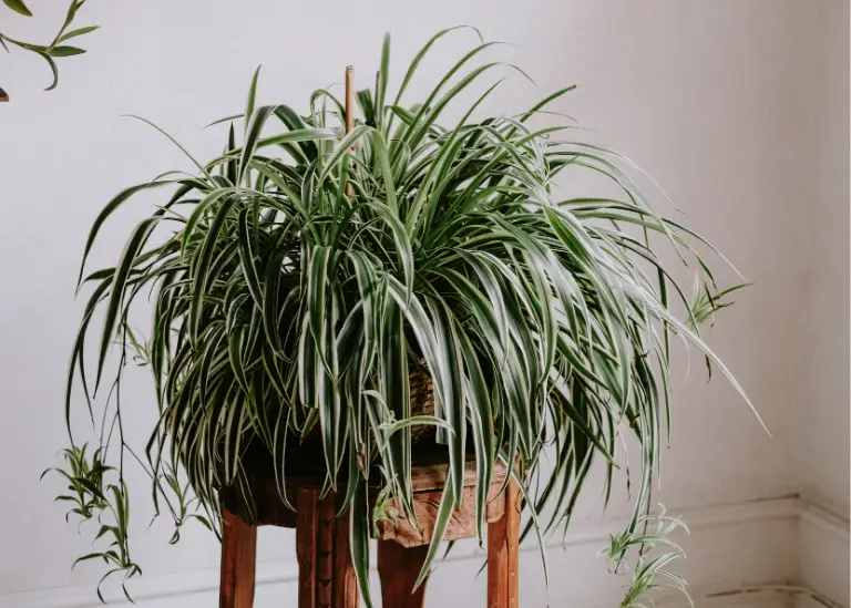 Spider Plant (Chlorophytum comosum)