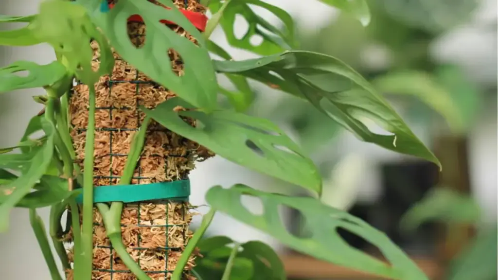 Advanced Houseplant Care