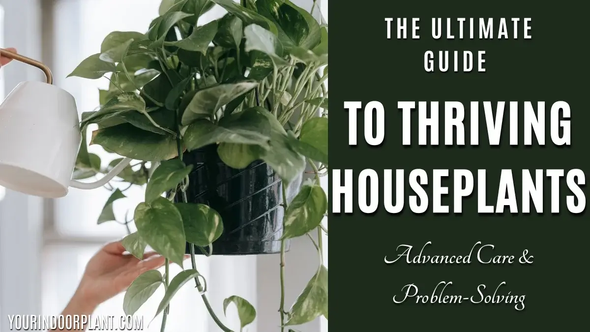 Advanced Houseplant Care