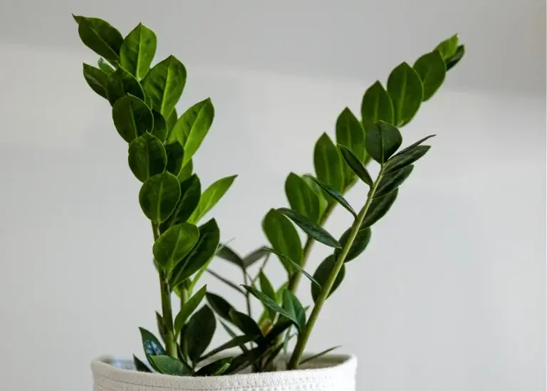 ZZ Plant (Zamioculcas zamiifolia)
