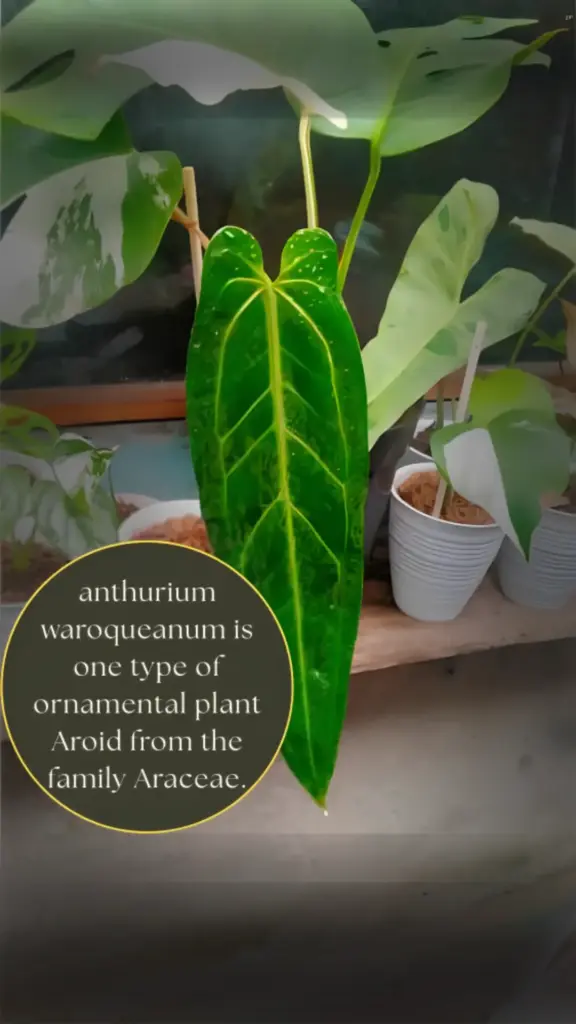 anthurium waroqueanum