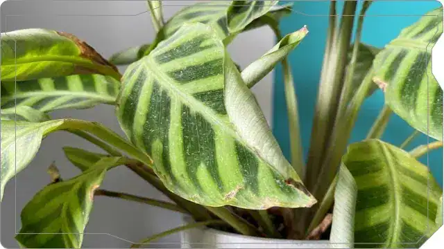 How I Increase Humidity For My Houseplants (After Killing Too Many) 2 curled Calathea leaves