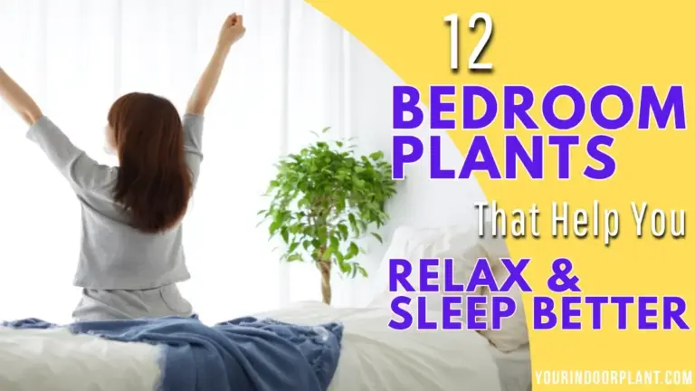 best houseplants for bedroom