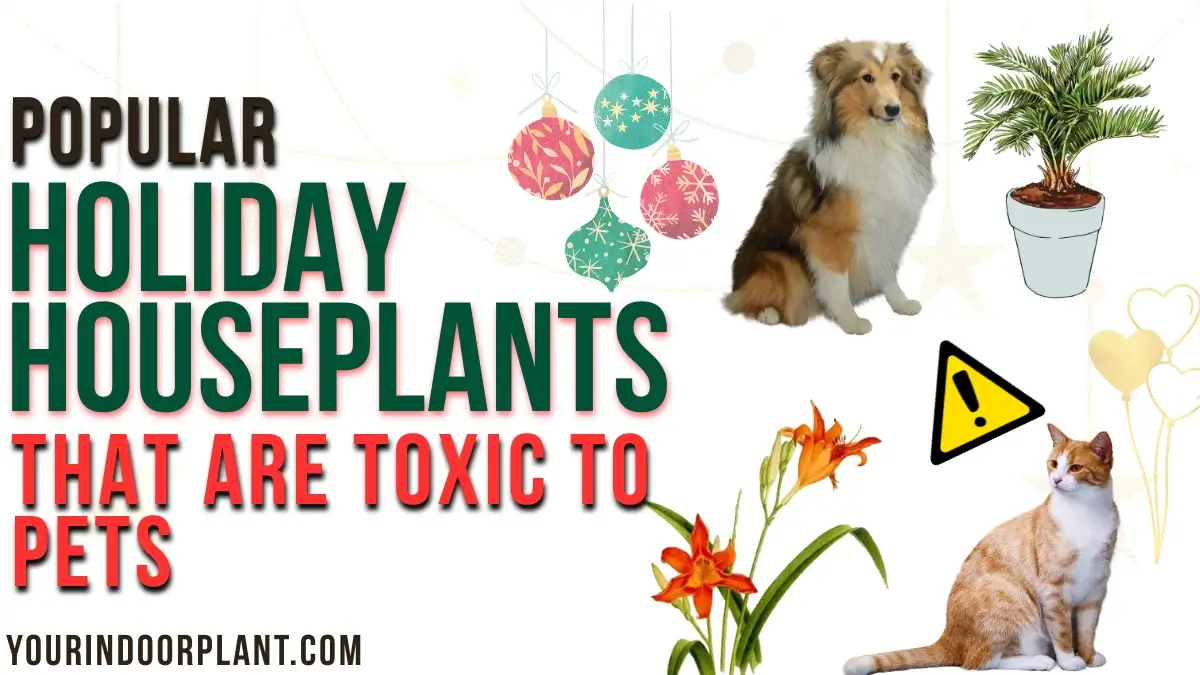 Holiday Houseplants Toxic to Pets