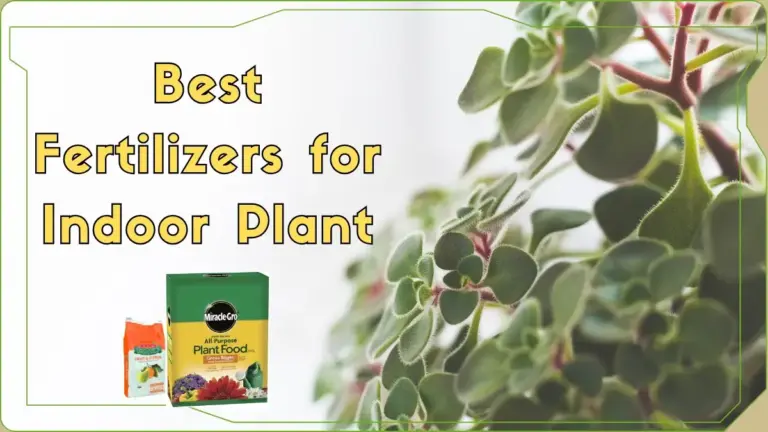 Best Fertilizers for Indoor Plants