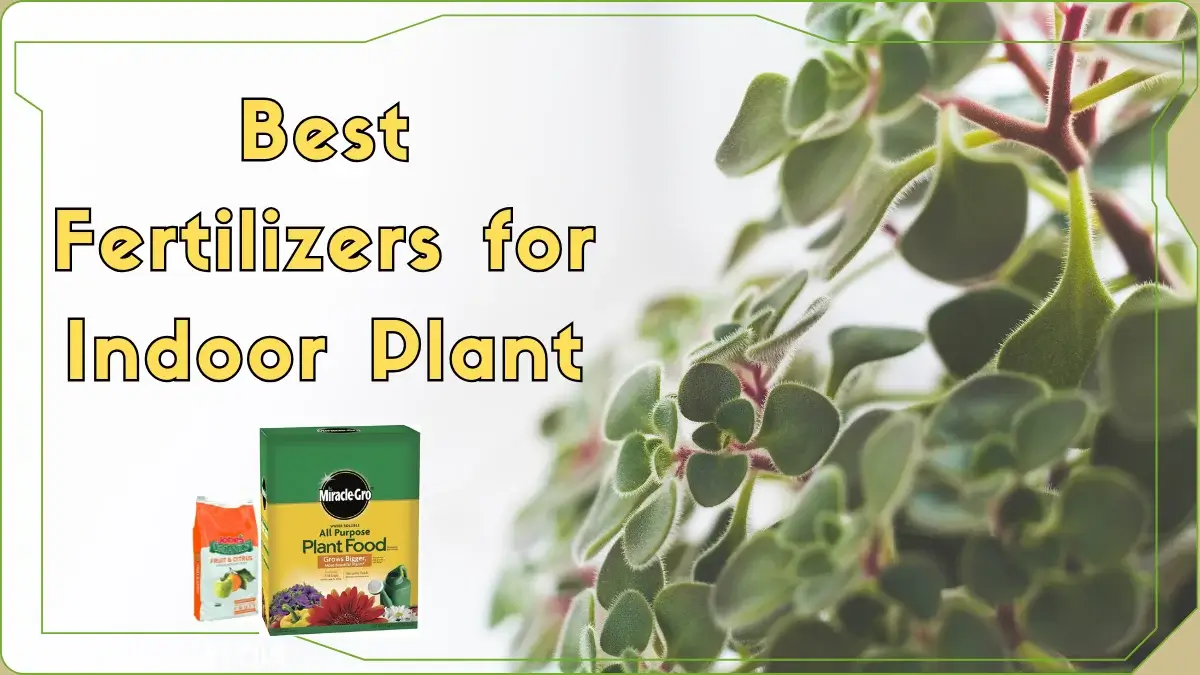 Best Fertilizers for Indoor Plants