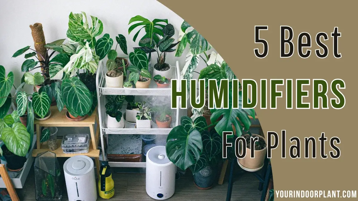 Best Humidifiers for Plants