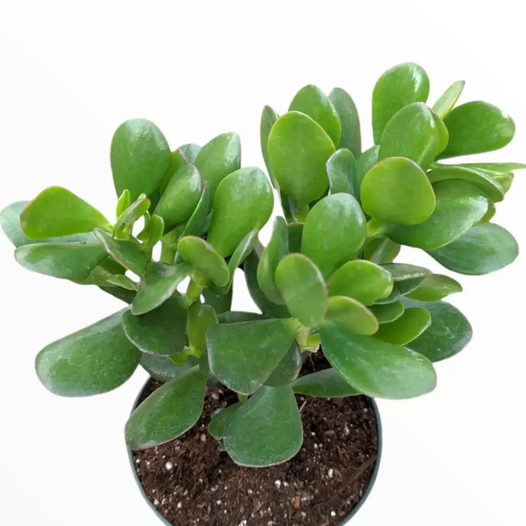 Crassula ovata 1