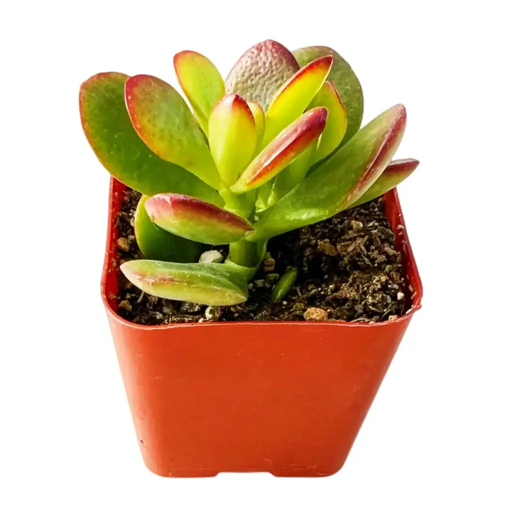 Crosbys Compact Dwarf Jade 1